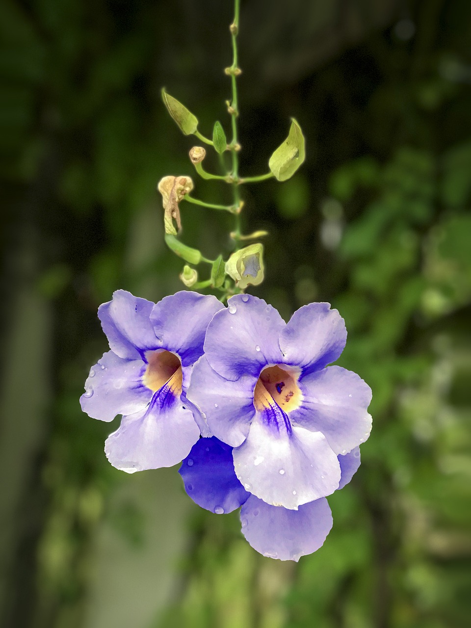 thunbergia grandiflora blue thunbergia purple flower free photo