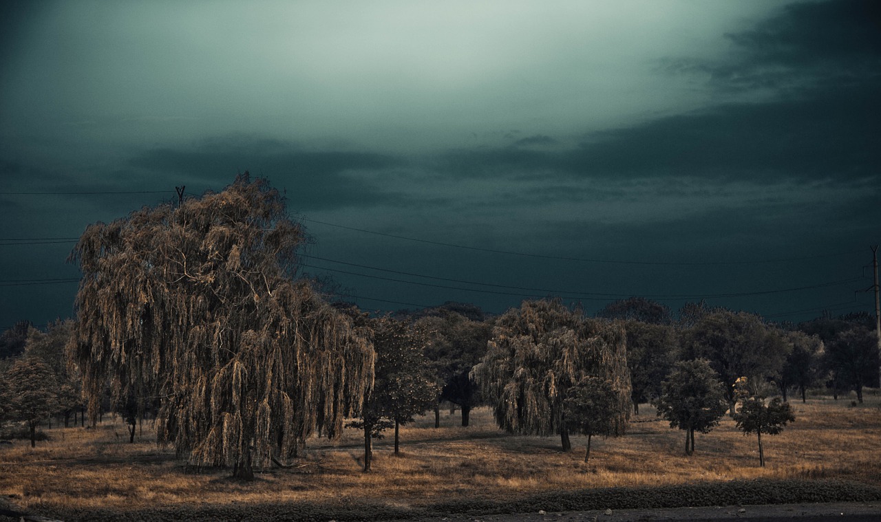 thunderstorm beach willow free photo