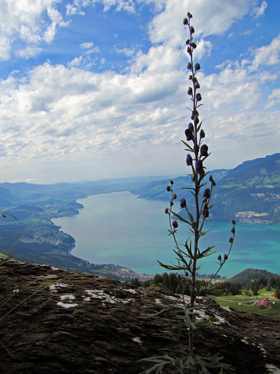 thunersee lake flower free photo