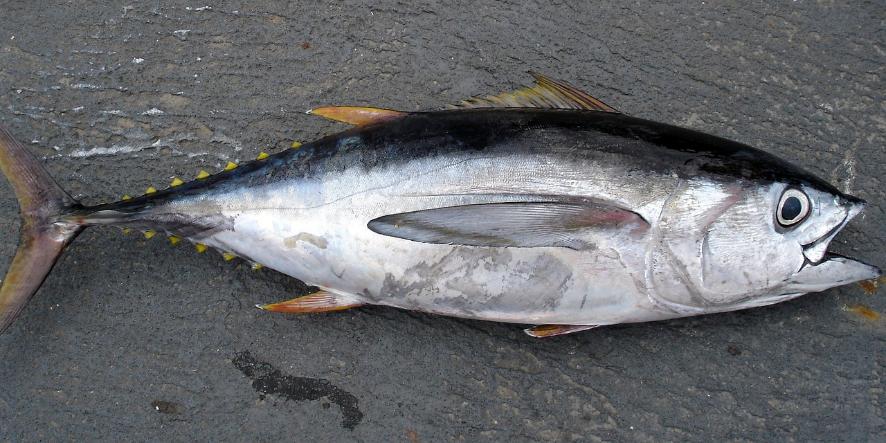thunnus tuna fish free photo