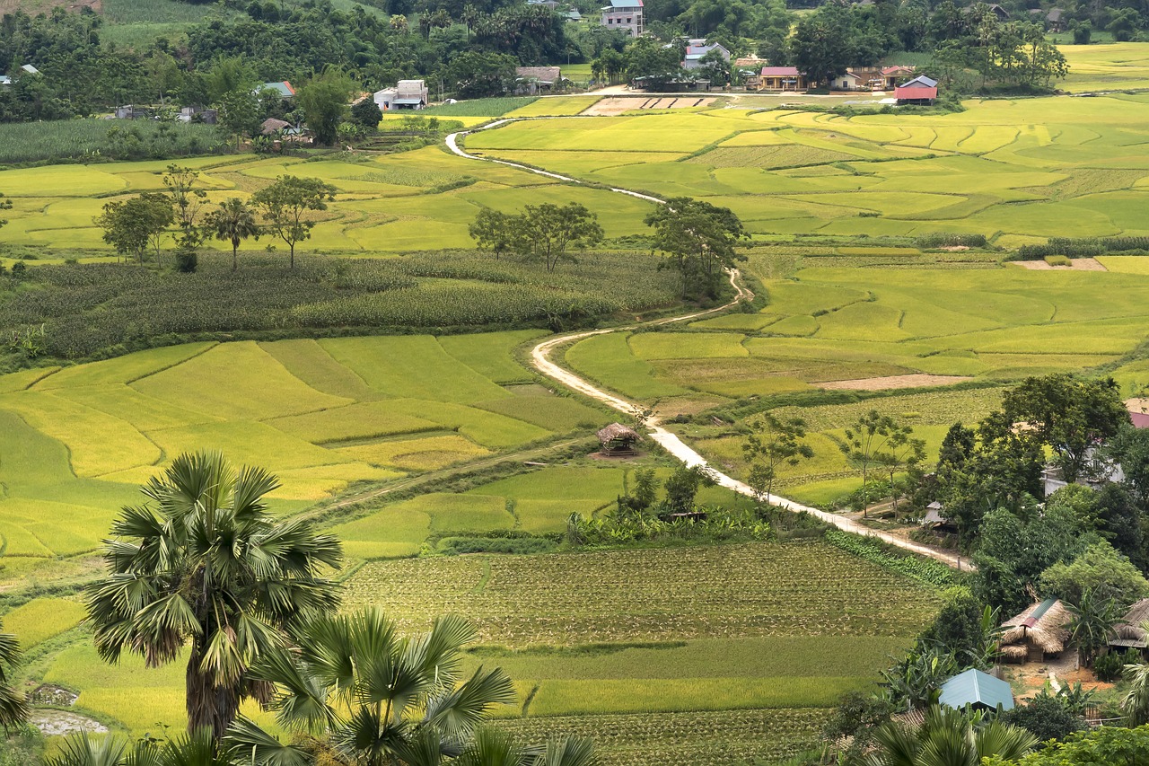 thuong lam  nice  forest free photo