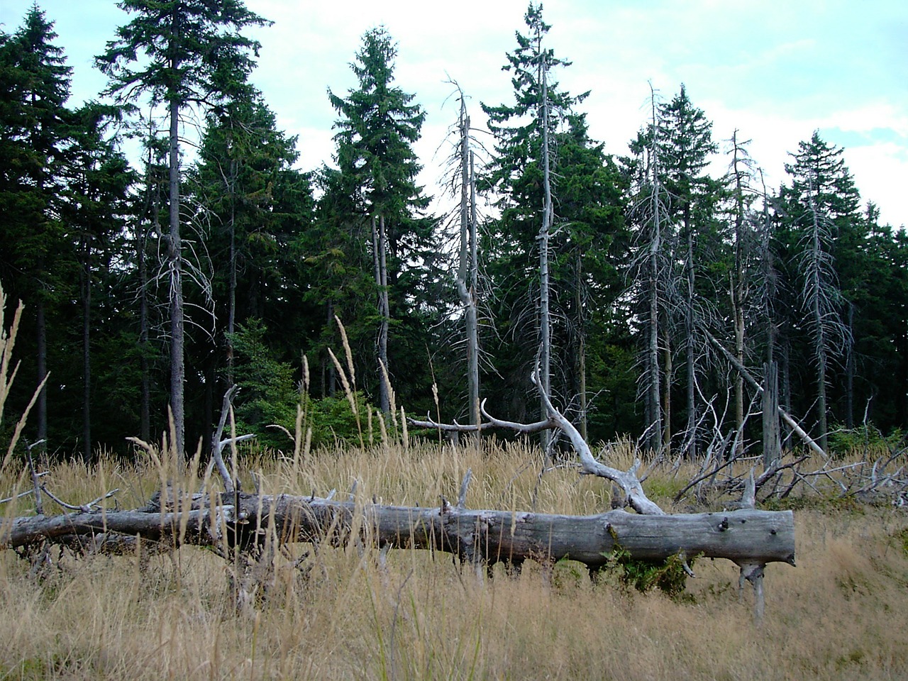 thuringian forest rennsteig thuringia germany free photo