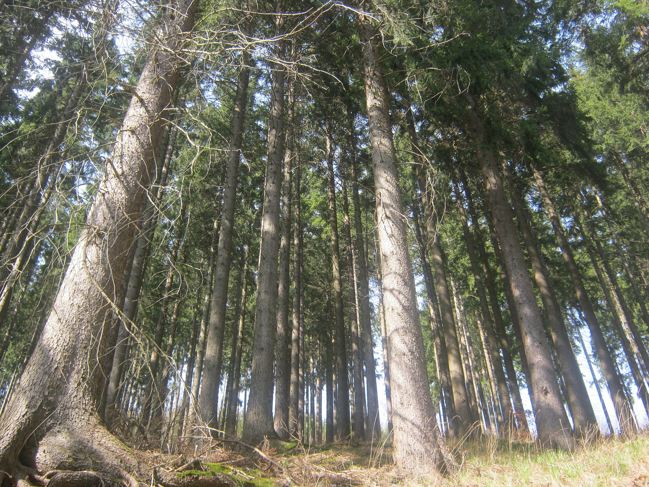 thuringian forest forest thuringia germany free photo