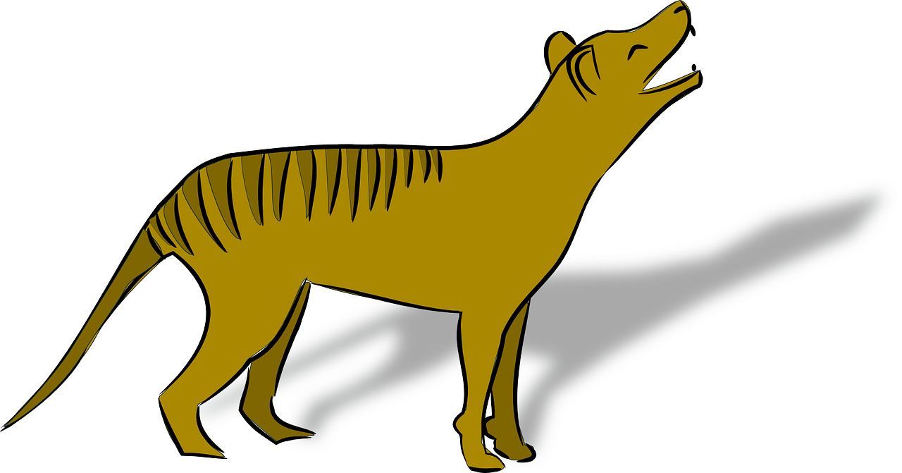 thylacine animal australia free photo
