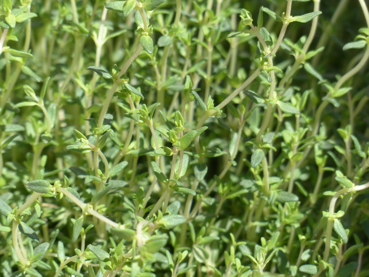 thyme real thyme kitchen herb free photo