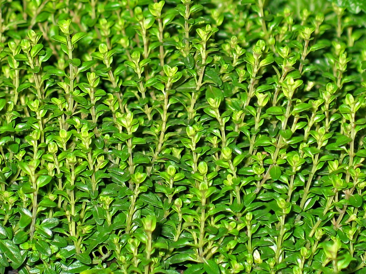 thyme herbs wild herbs free photo