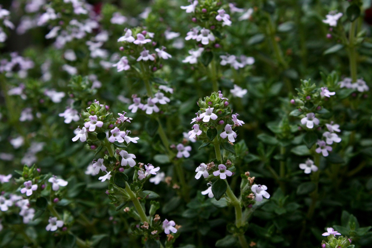 thyme garden plant free pictures free photo