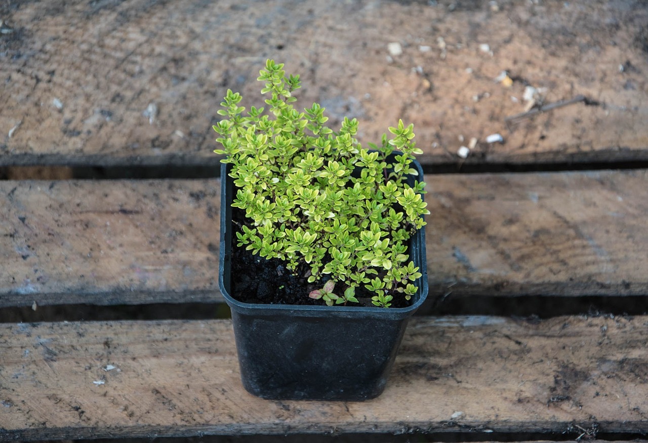 thyme plants nature free photo