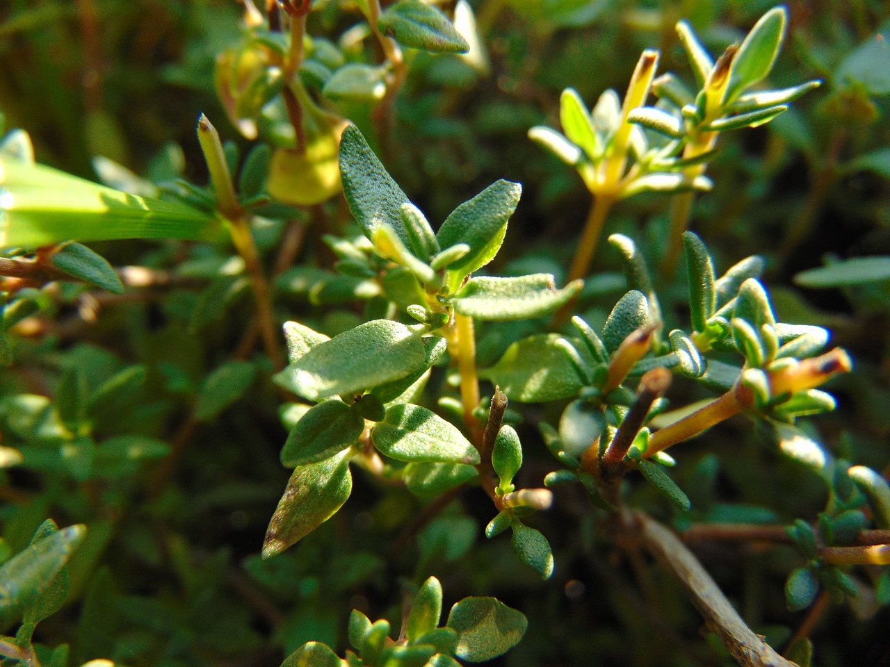 thyme spice plant free photo