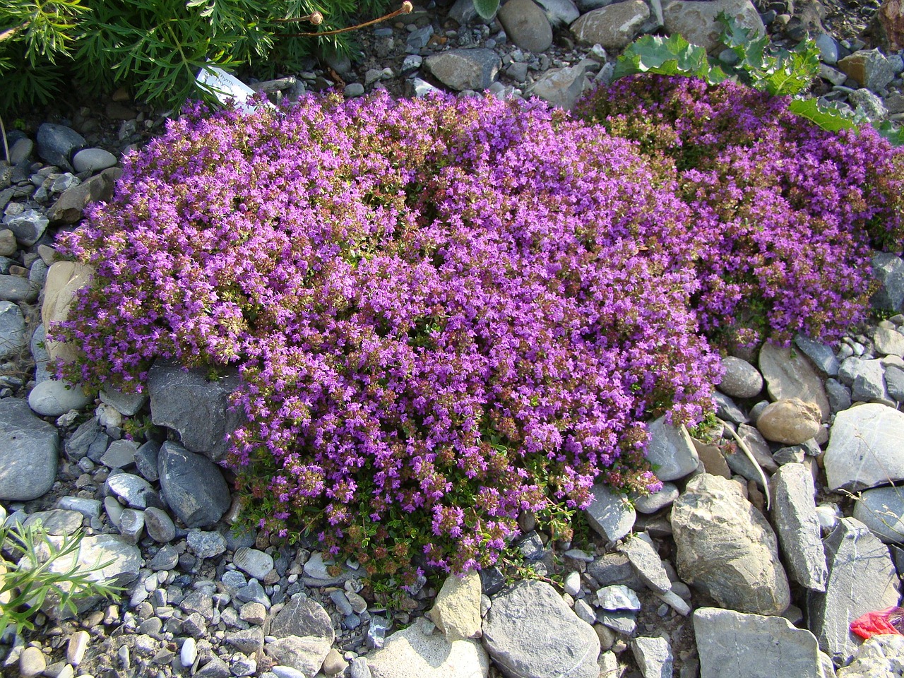 thyme plant flowers free photo
