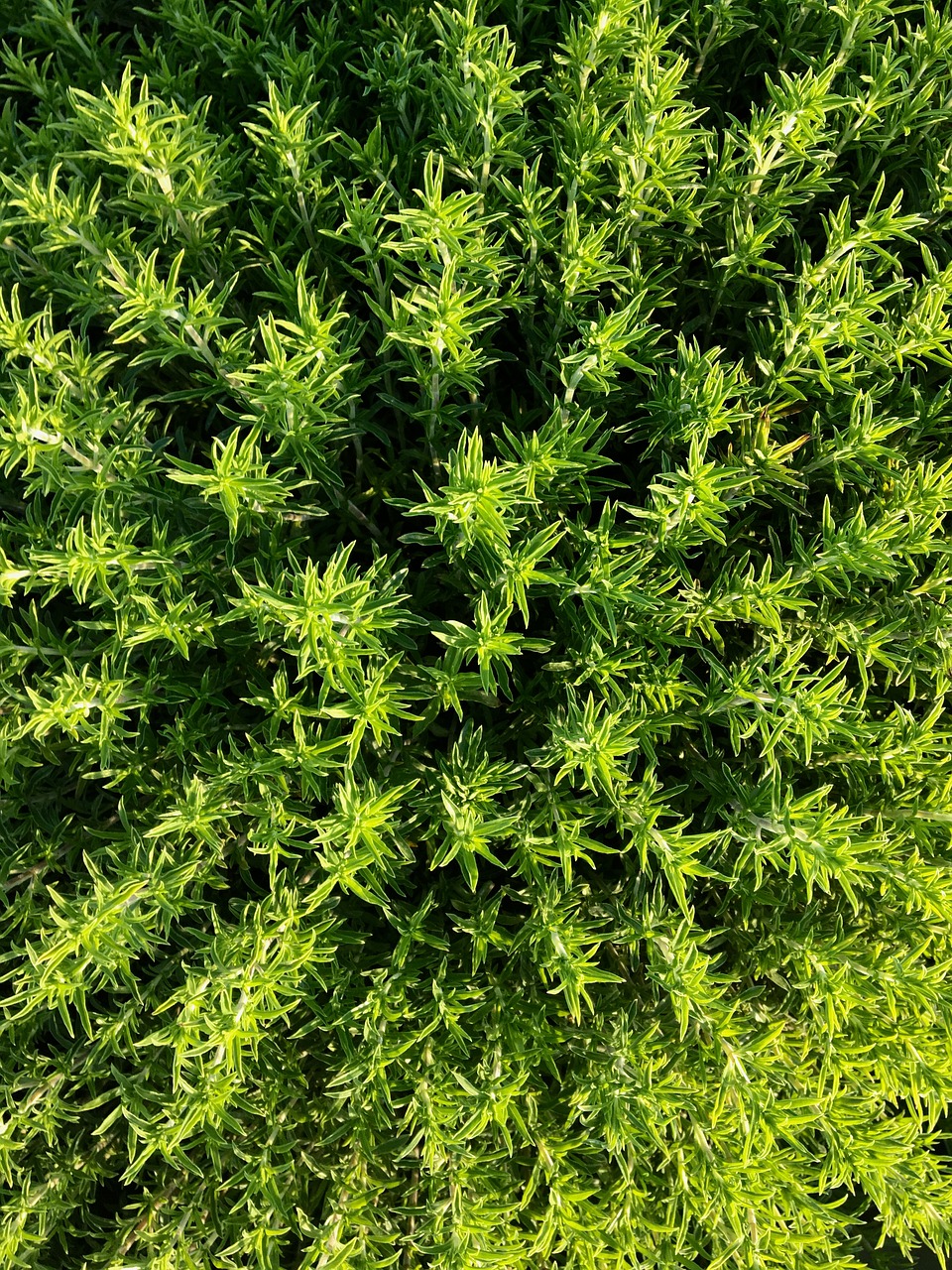 thyme plant herbs free photo