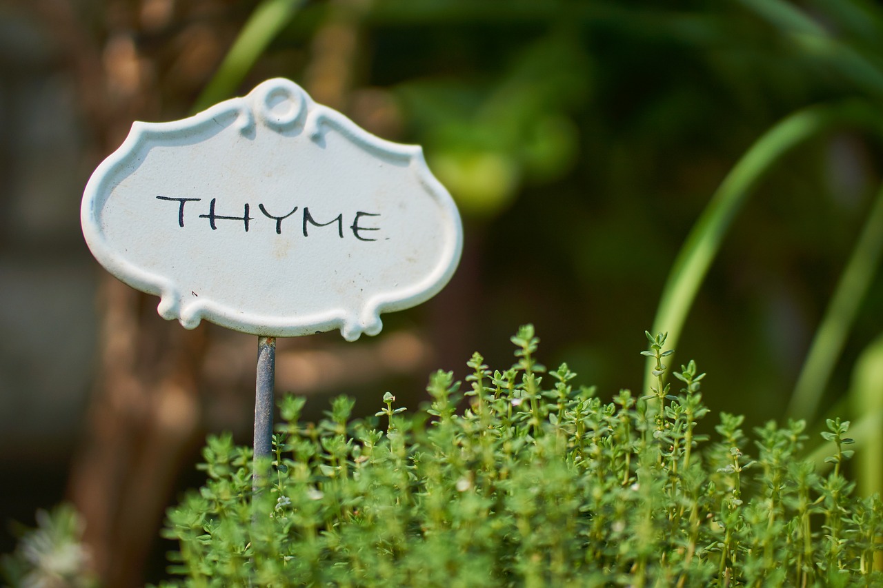 thyme herbs spice free photo