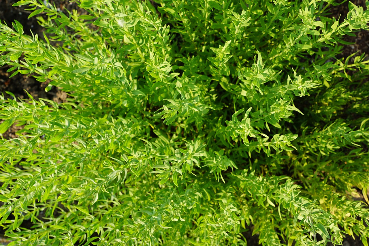 thyme summer herb free photo