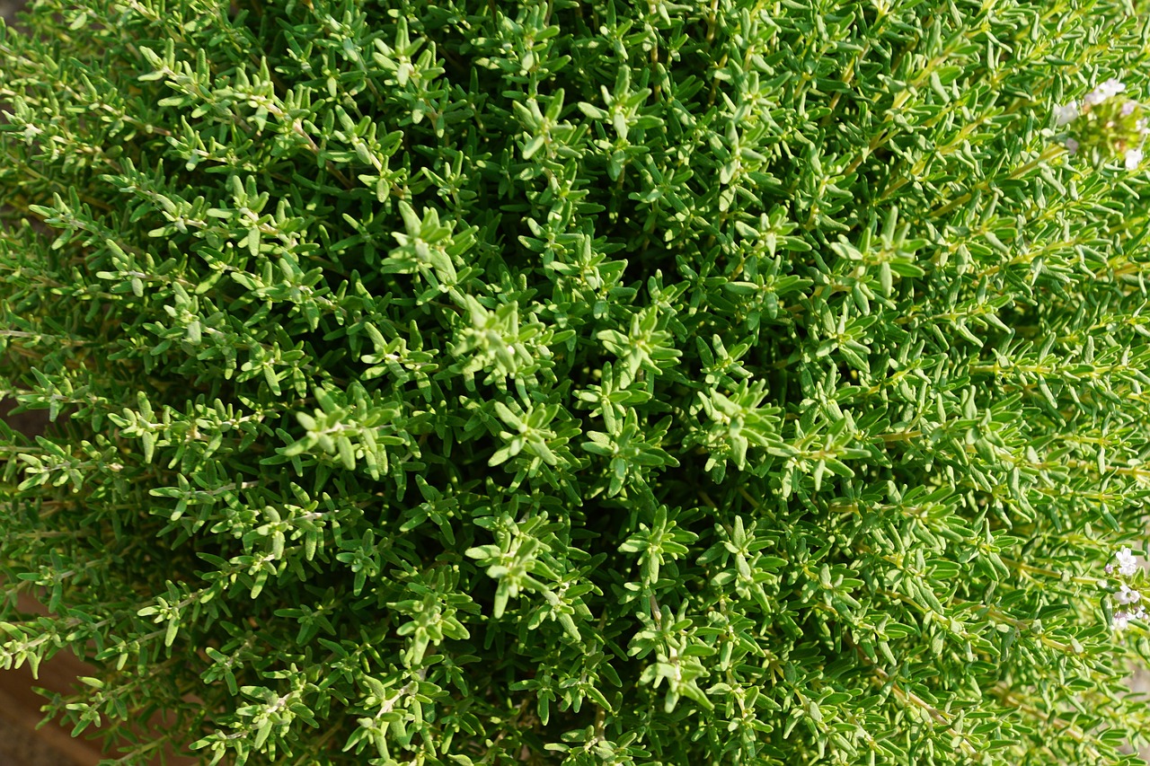 thyme summer herb free photo