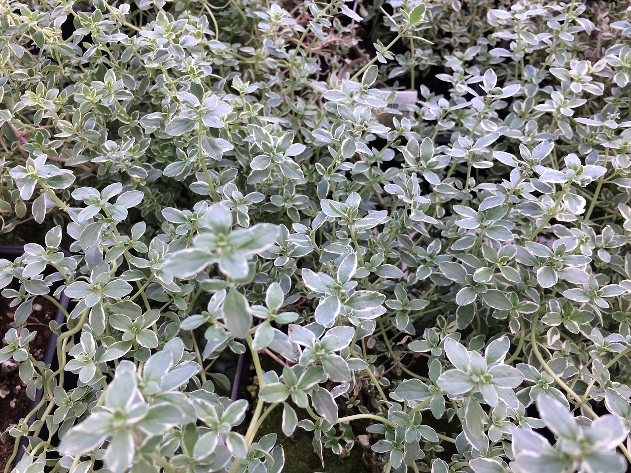 thyme plant herb free photo