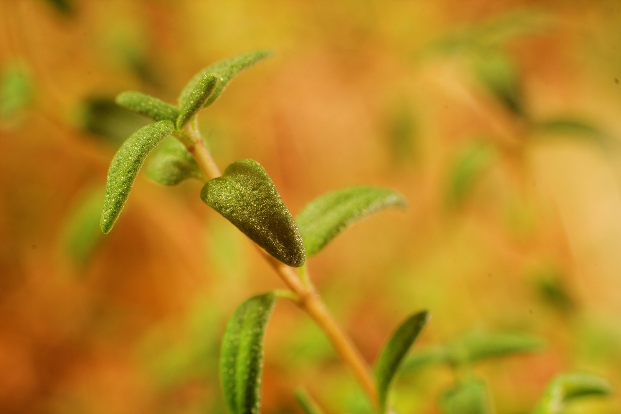 thyme herb healthy free photo