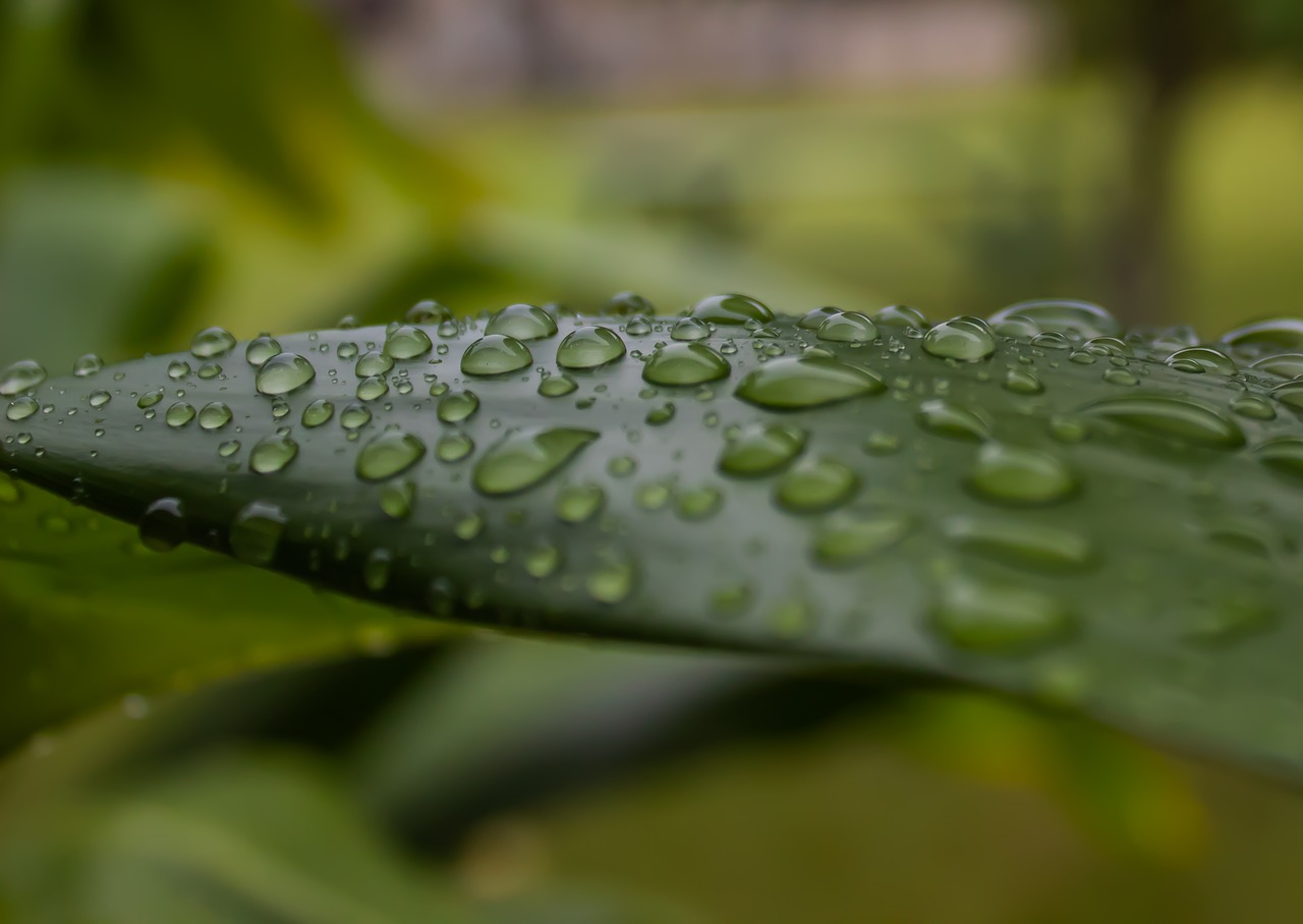 ti leaf  rain  plant free photo