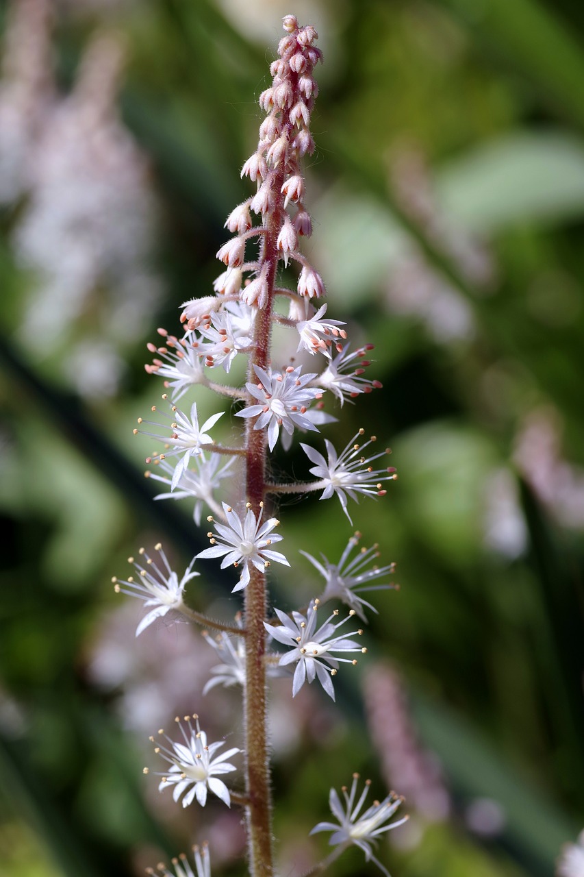 tiarella flower plant free photo
