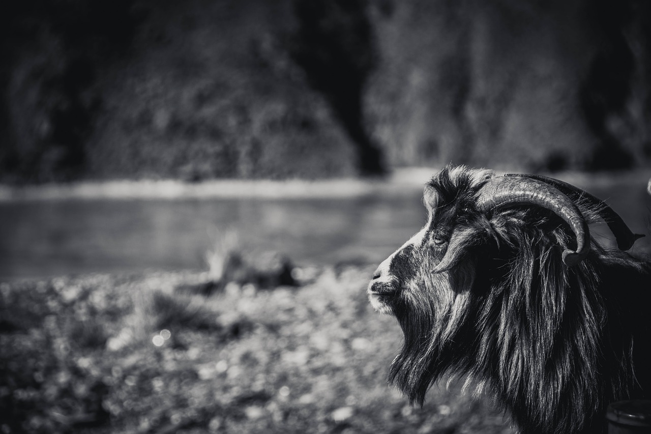 tibet sheep black and white free photo