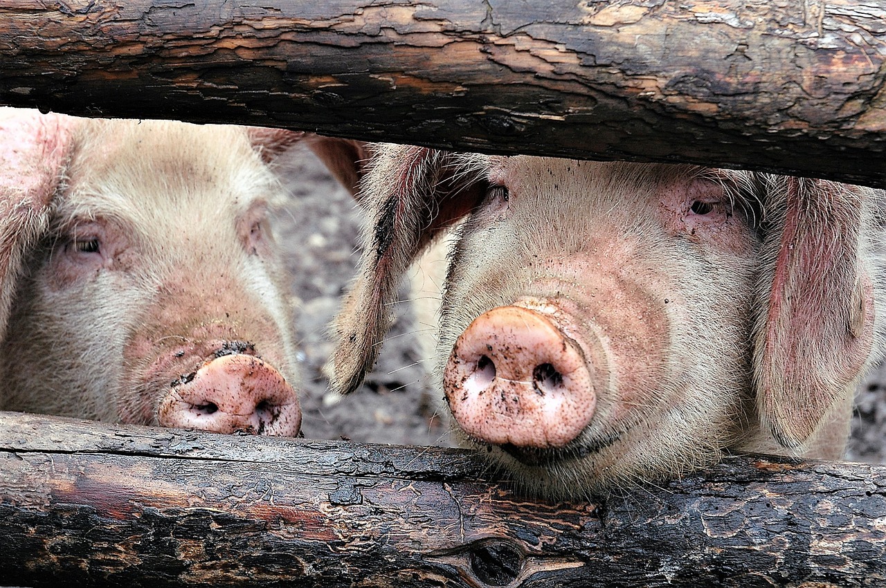 tibet  china  pigs free photo