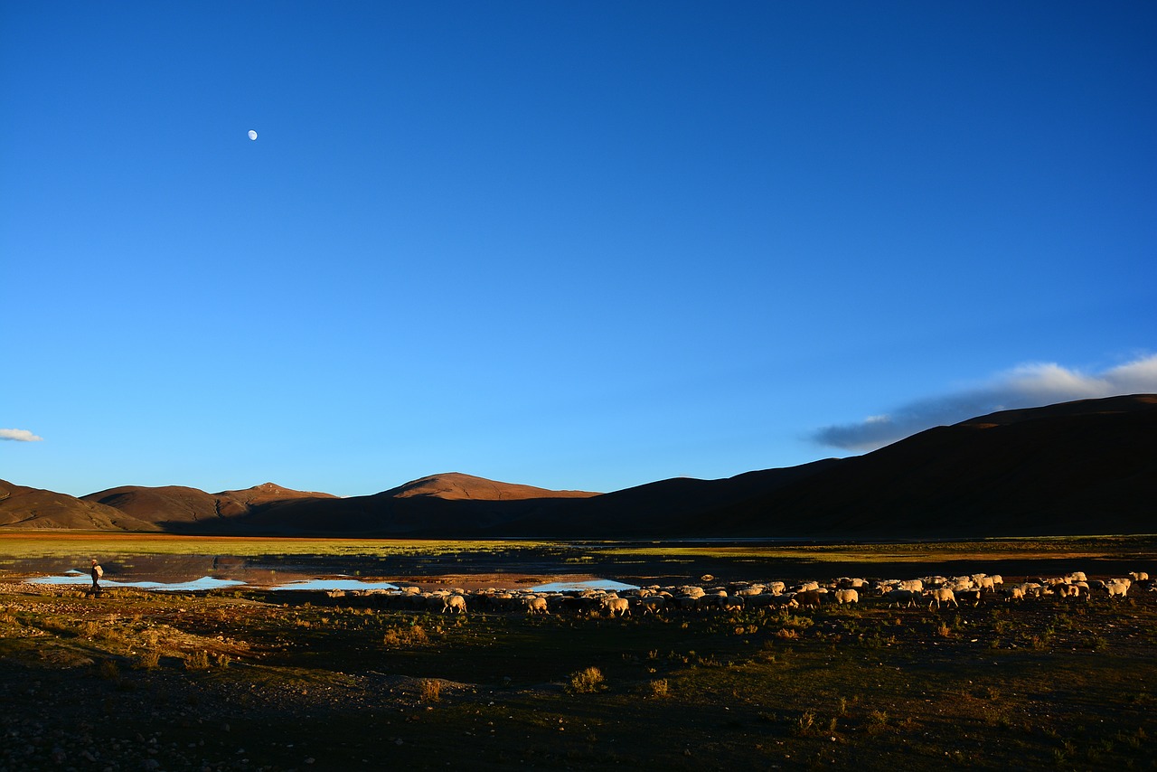 tibet herd returns at dusk free photo