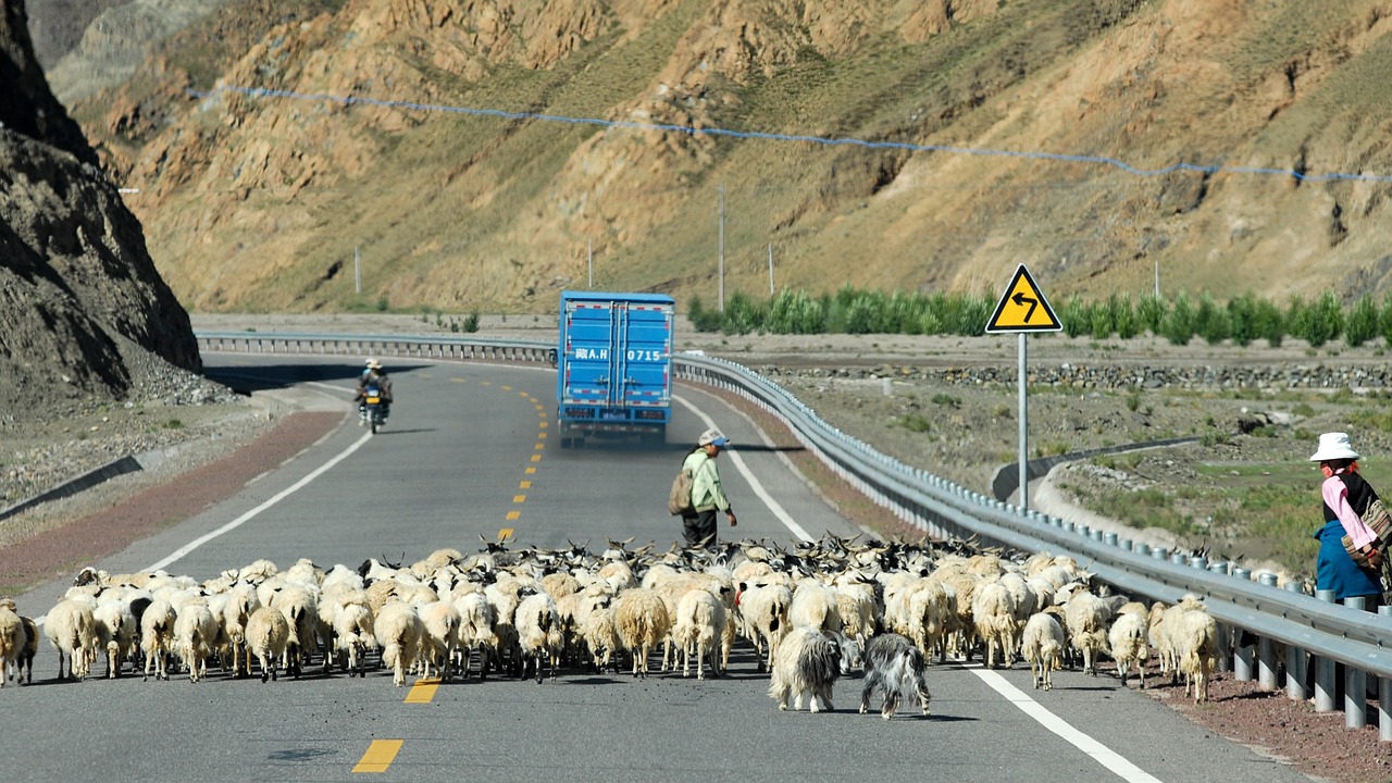 tibet goats road free photo