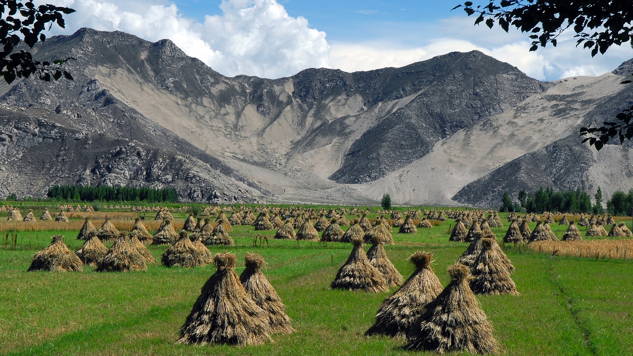 tibet harvest millet free photo