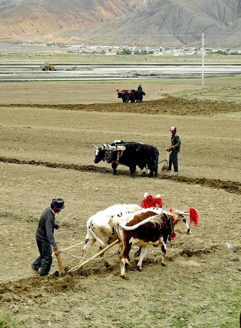 tibet men working free photo