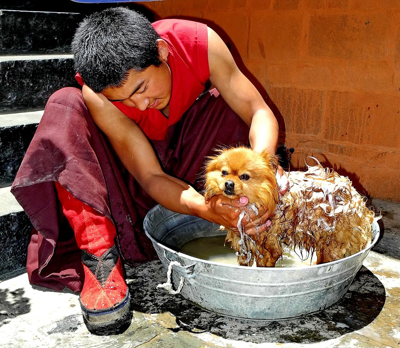 tibet man dog free photo