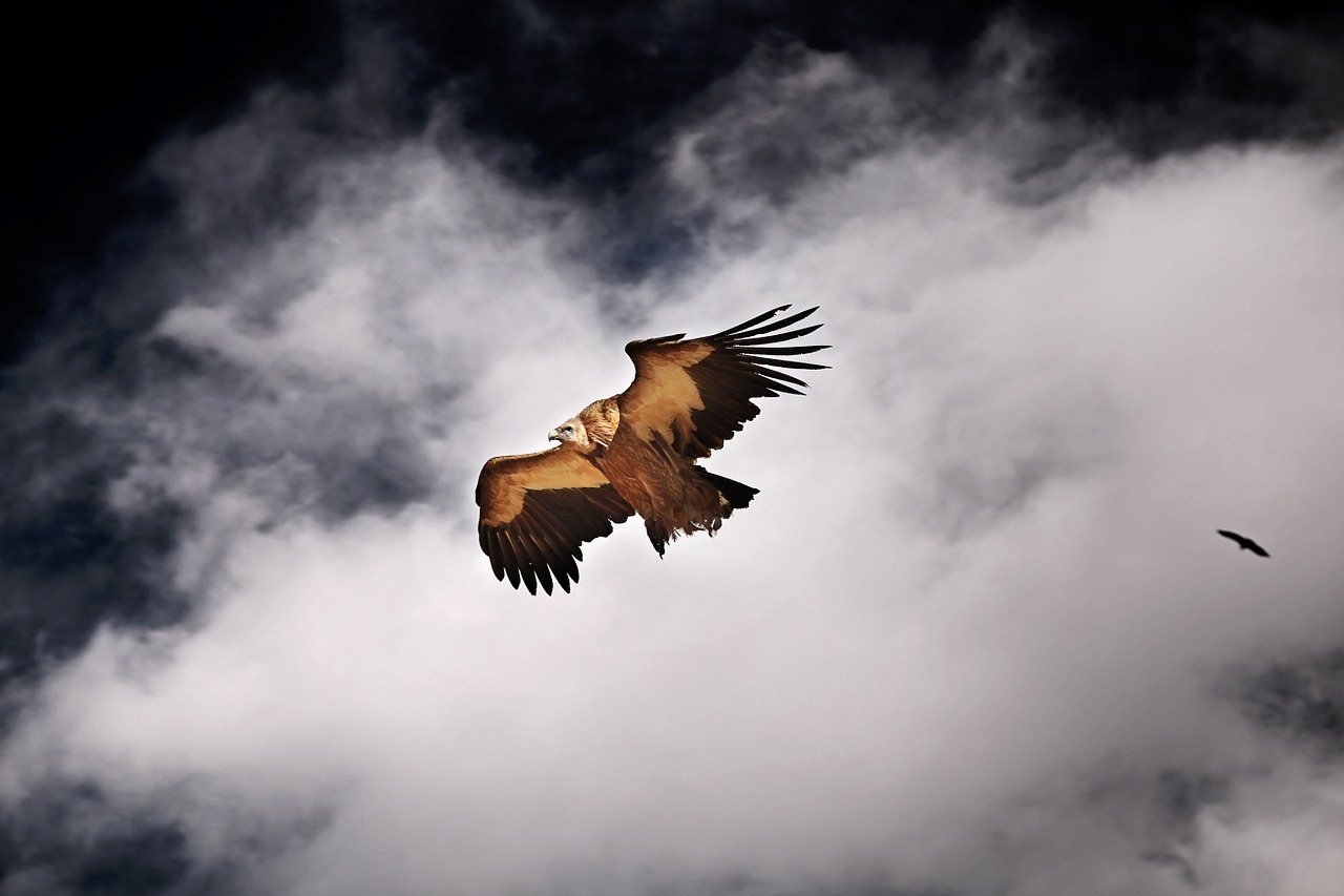 tibetan seda flying vulture free photo