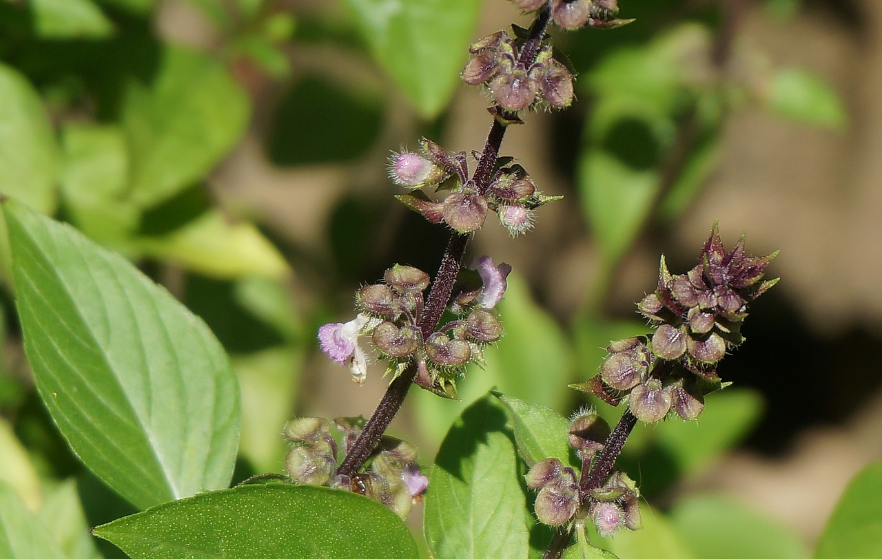 tibetan basil flowers culinary herb herb free photo