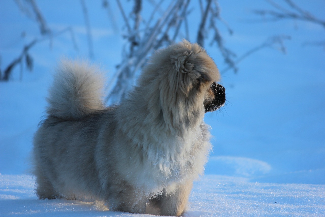 tibetan spaniel puppy winter free photo