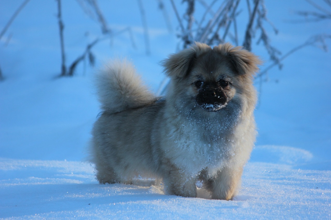 tibetan spaniel puppy winter free photo