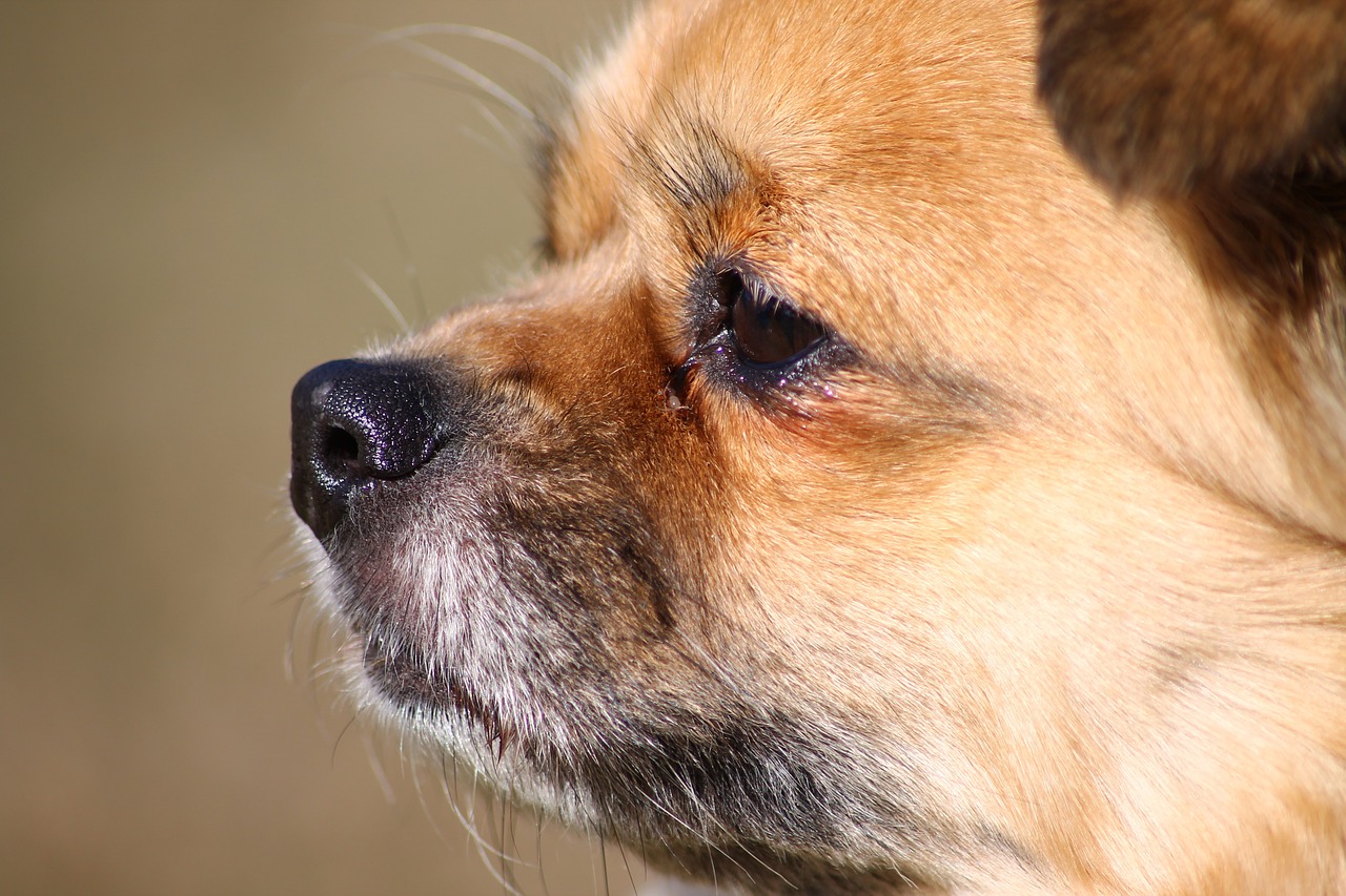 tibetan spaniel dog dog face free photo