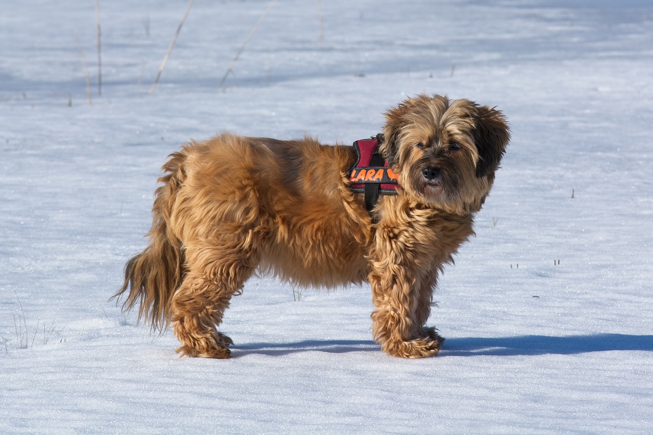 tibetan terrier  dog breed  dog free photo