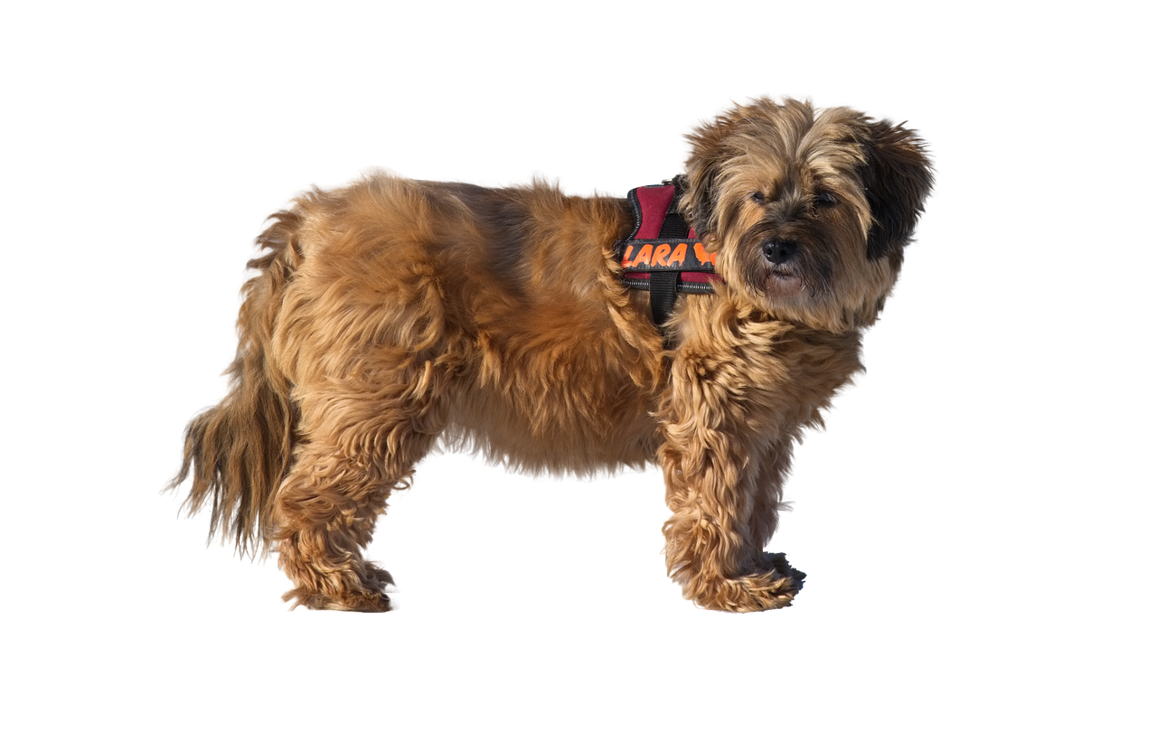 tibetan terrier  dog  purebred dog free photo