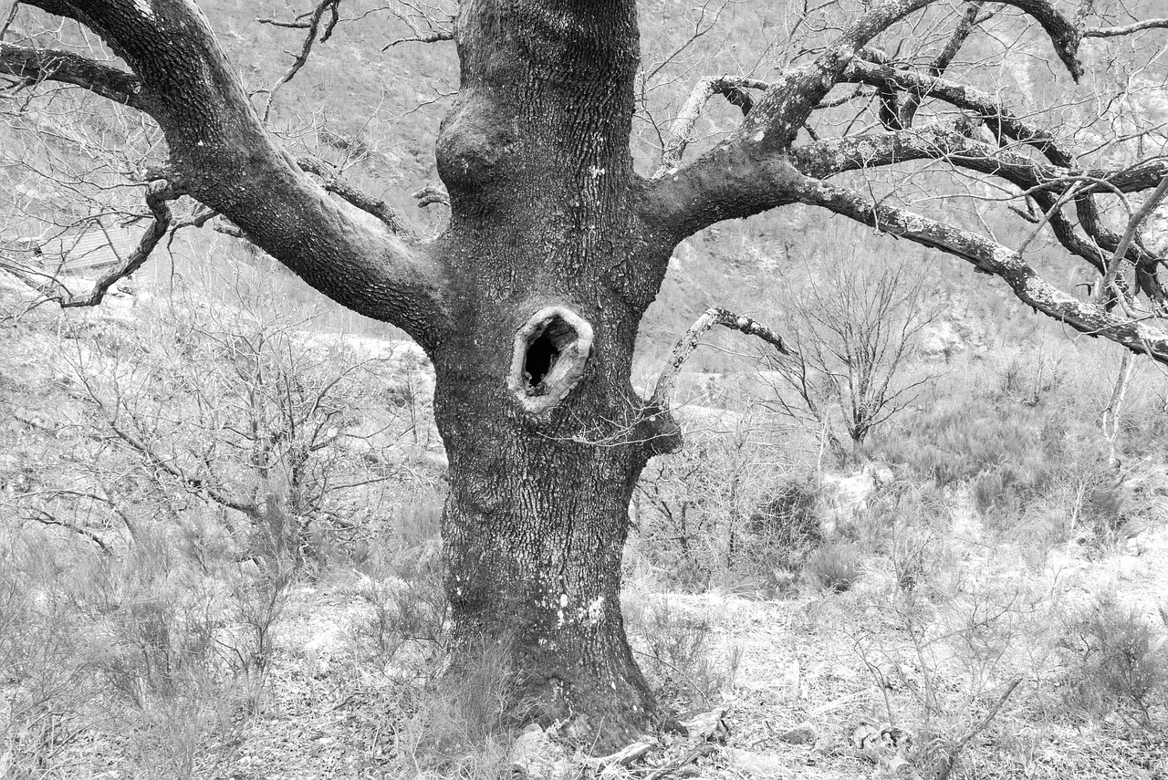 edit-free-photo-of-ticino-maggia-valley-tree-hole-black-and-white
