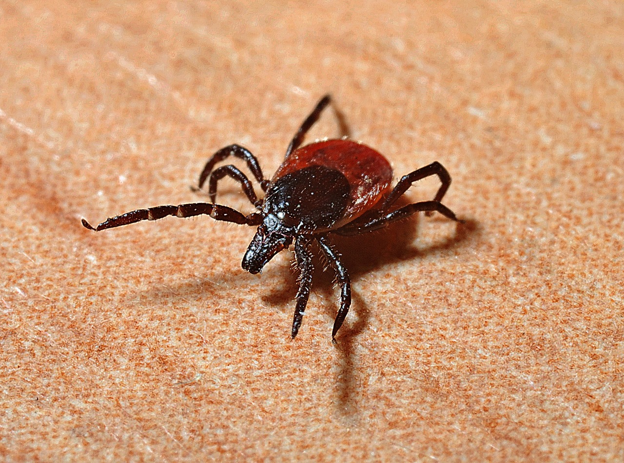 tick lyme disease mites free photo