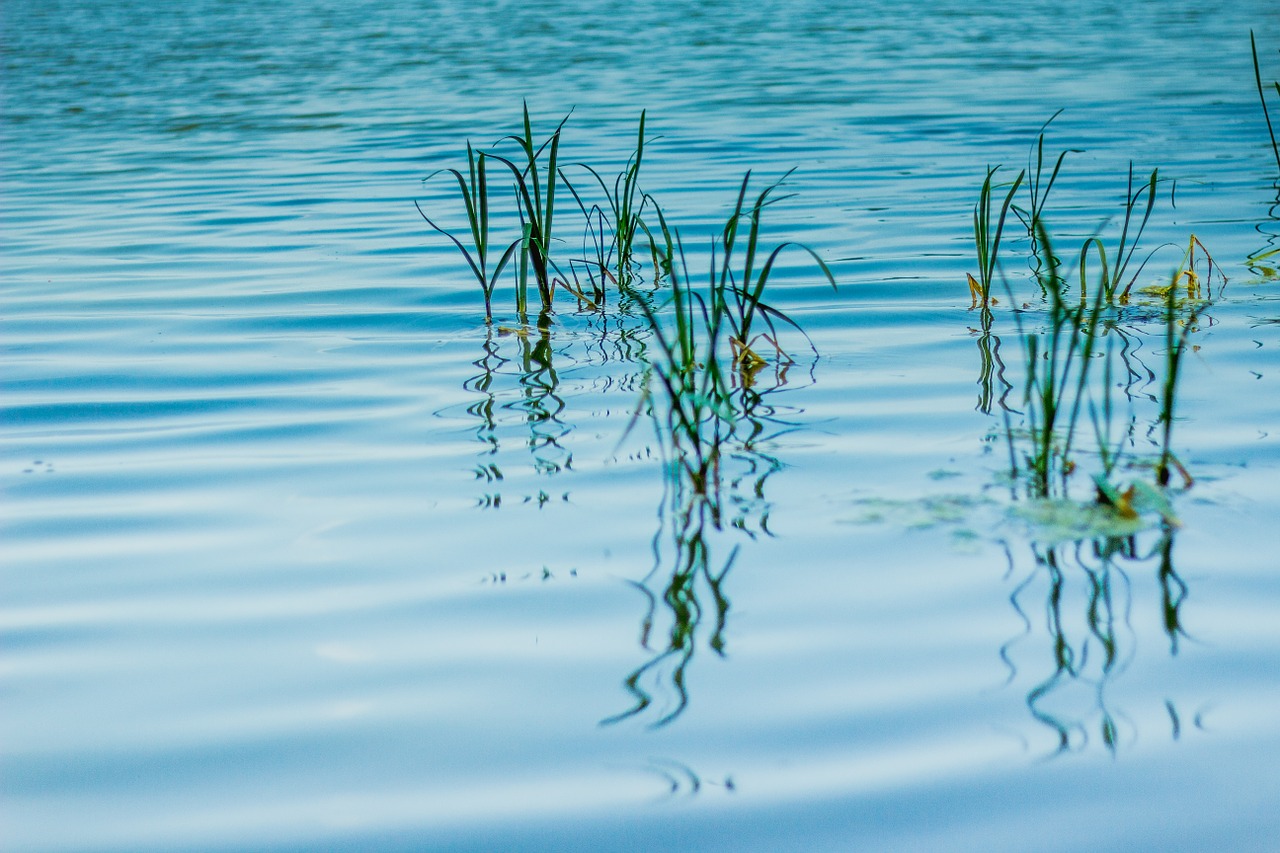 ticks water lagoon free photo