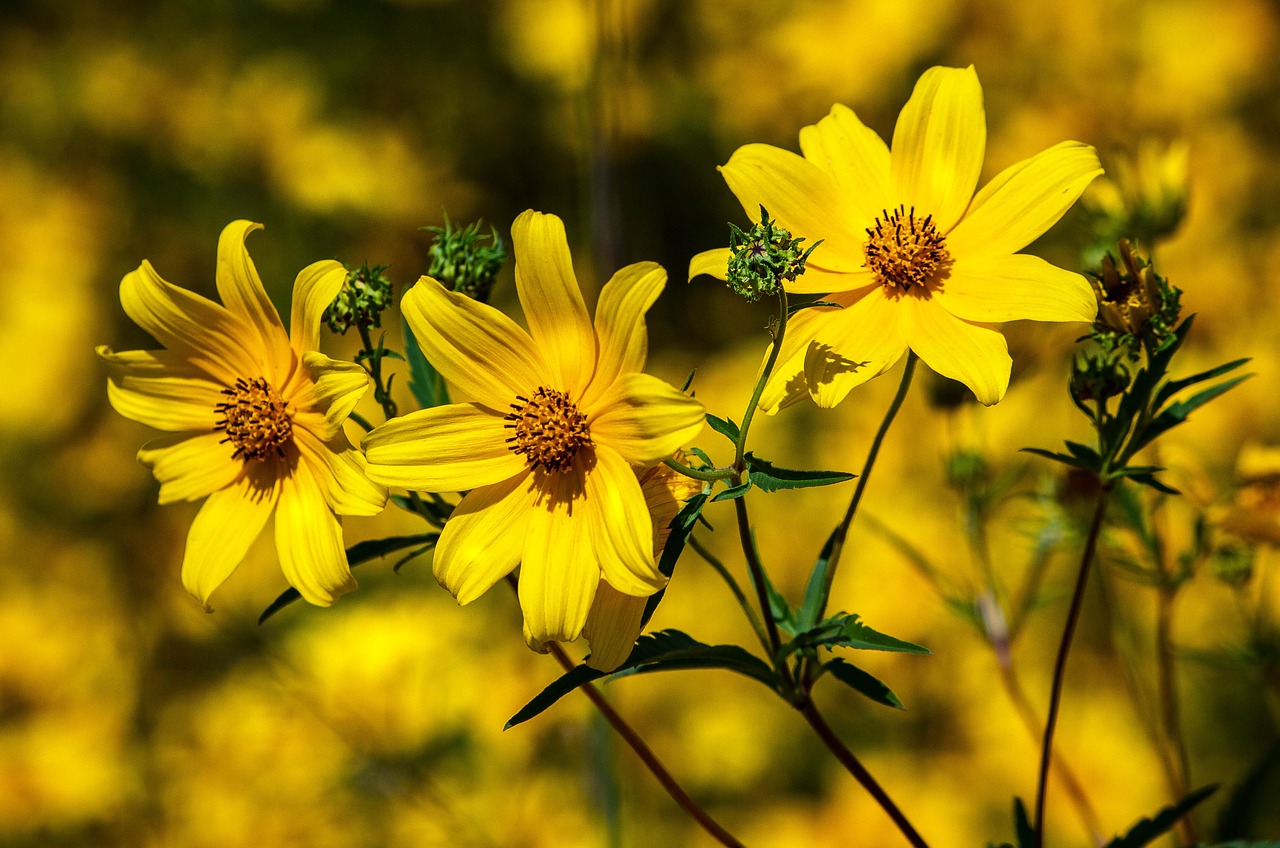 tickseed coreopsis calliopsis free photo