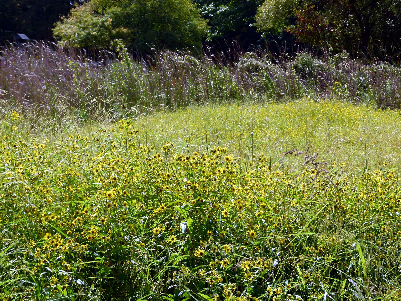 tickseed bidens aristosa bidens free photo