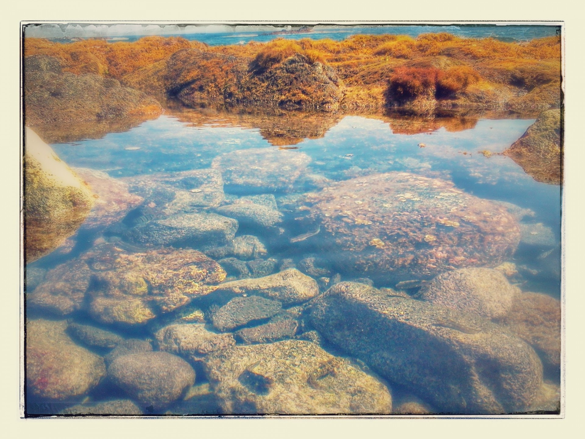 tide pool puna hawaii tide pool free photo