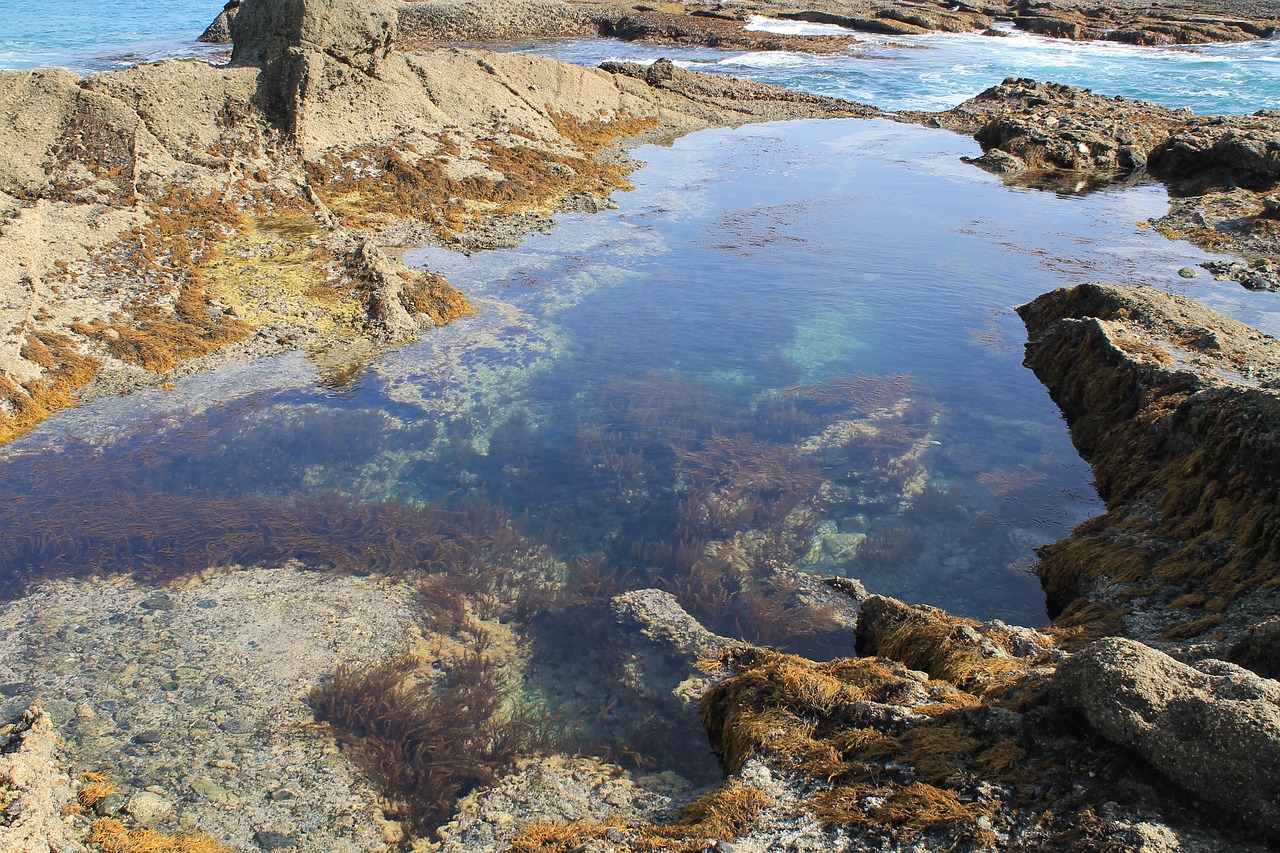 tide pool ocean water free photo