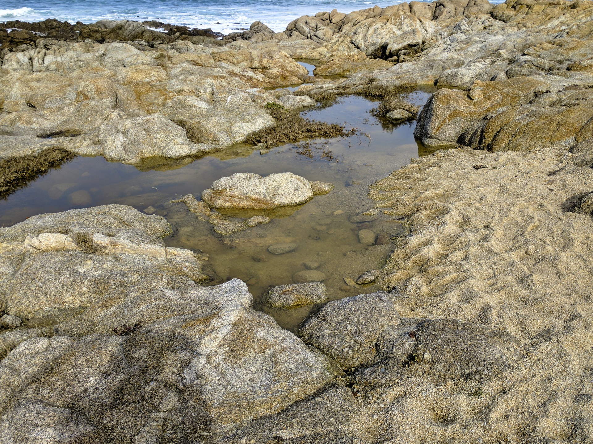 tidepool tide pool ocean free photo