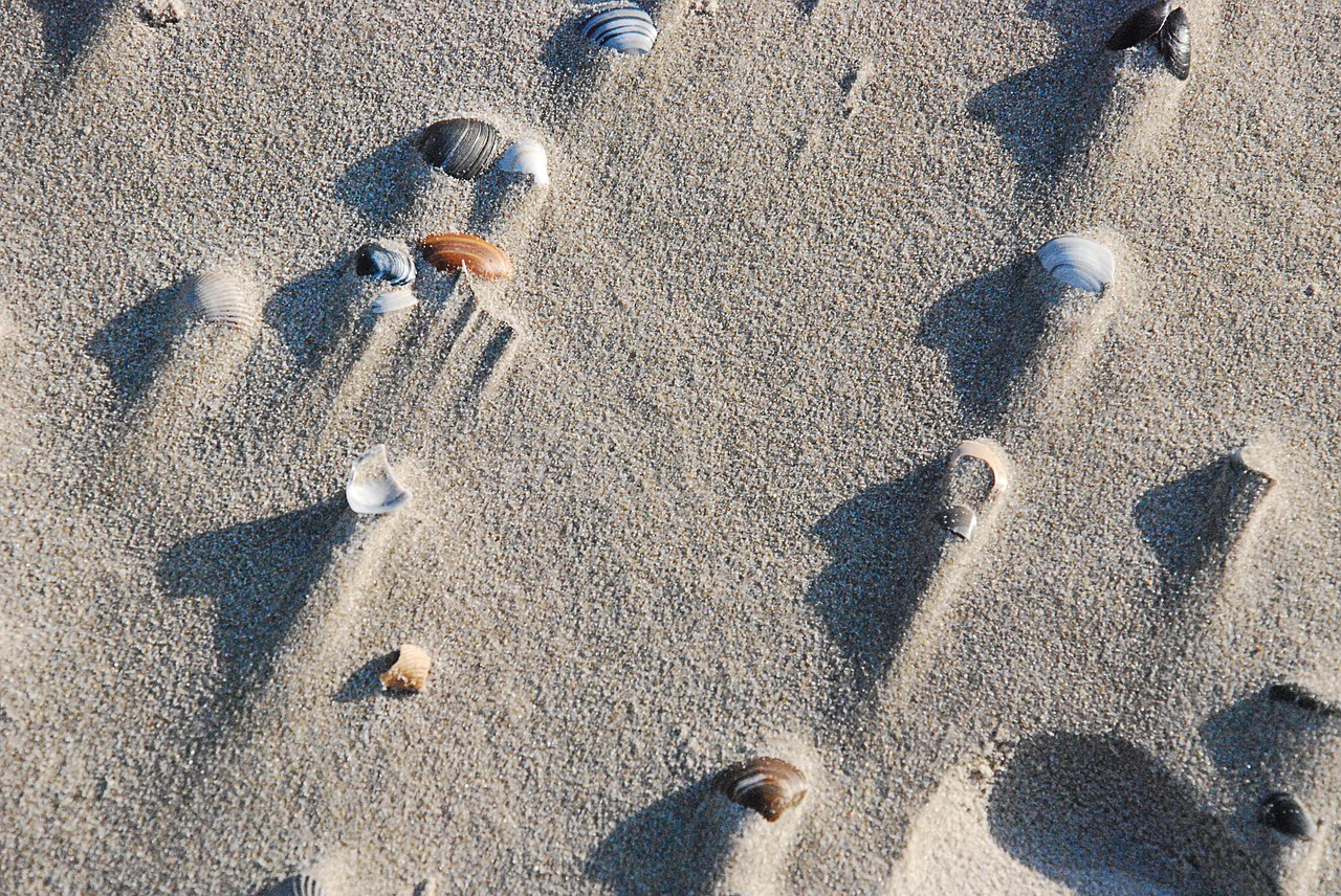 beach mussels sand free photo