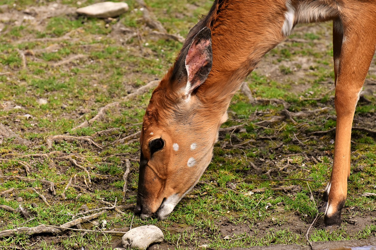 tieflandnyala  eat  graze free photo