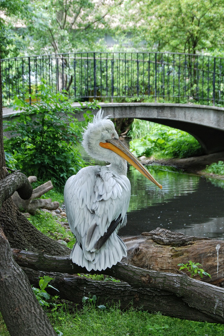 tiergarten schönbrunn pelikan free photo