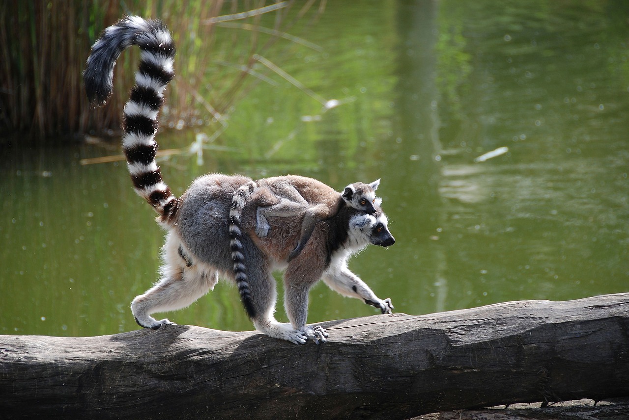 tiergarten schönbrunn ring tailed lemur free photo