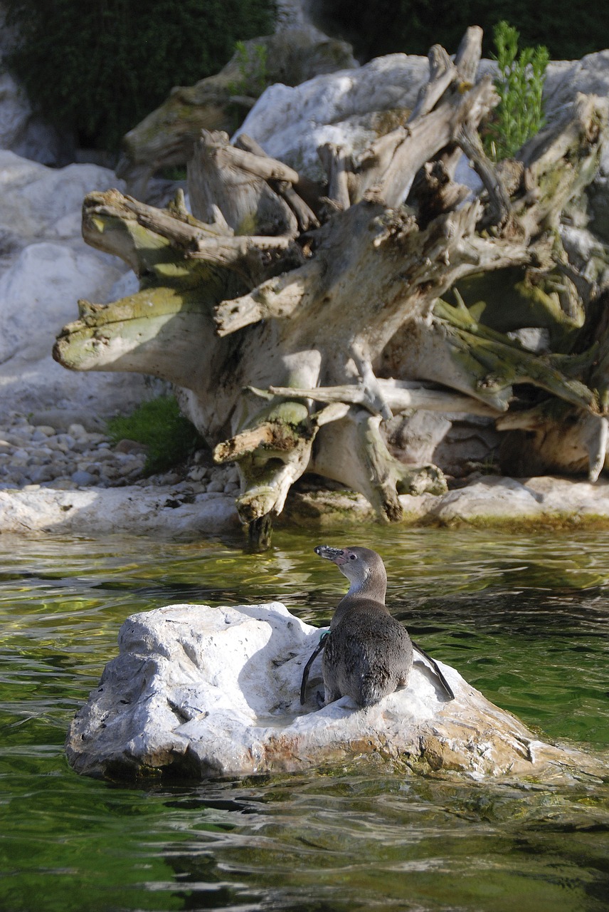 tiergarten schönbrunn penguin free photo