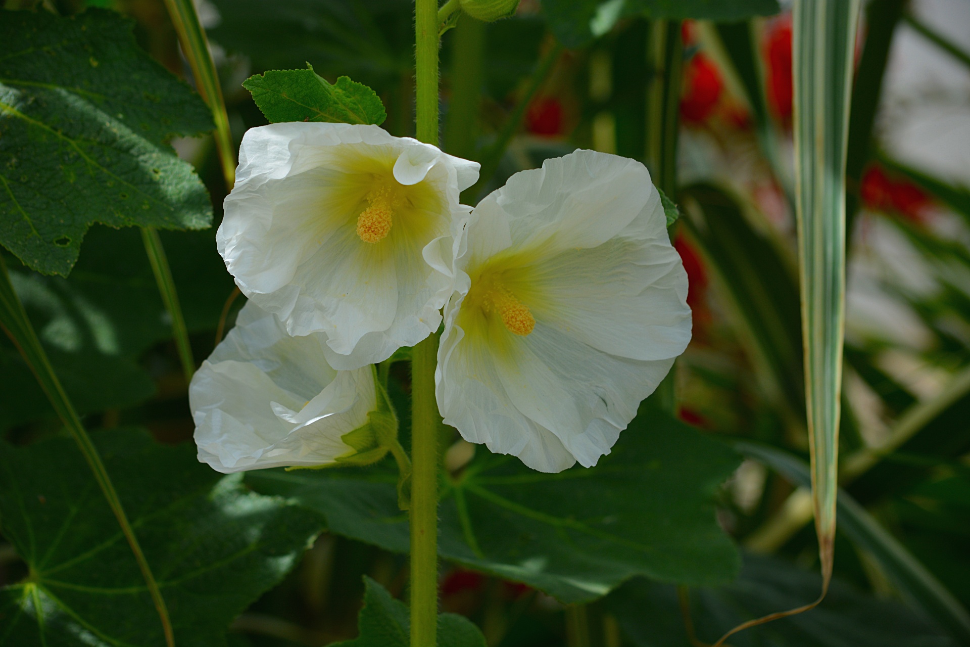 flowers hollyhocks flora free photo